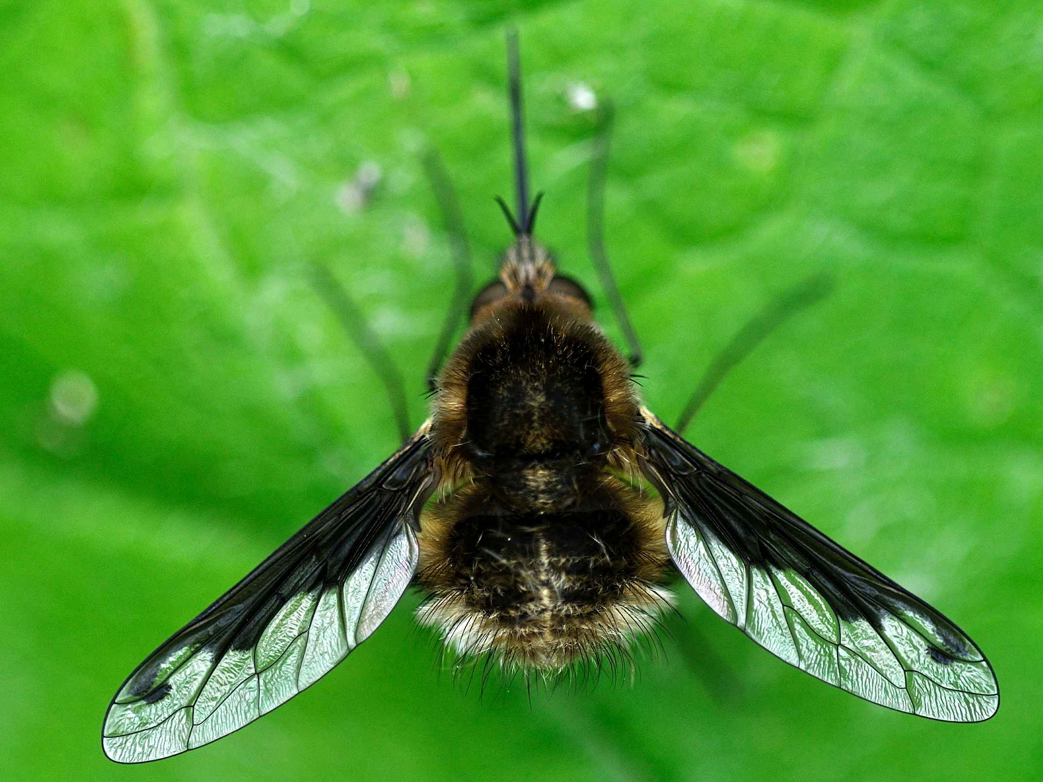 Bombyliidae - Bombylius sp. ?
